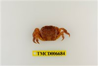 藏品(肉球近方蟹)的圖片